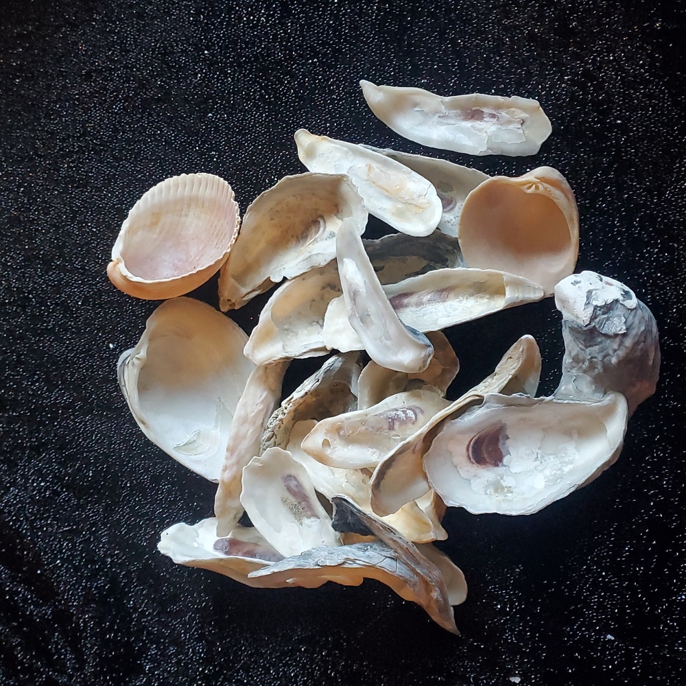 Mix Decorative Real Natural Oyster Shells For Art Craft Projects